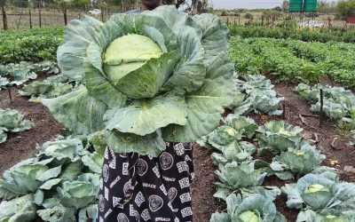 Gardens that hold through a dry year