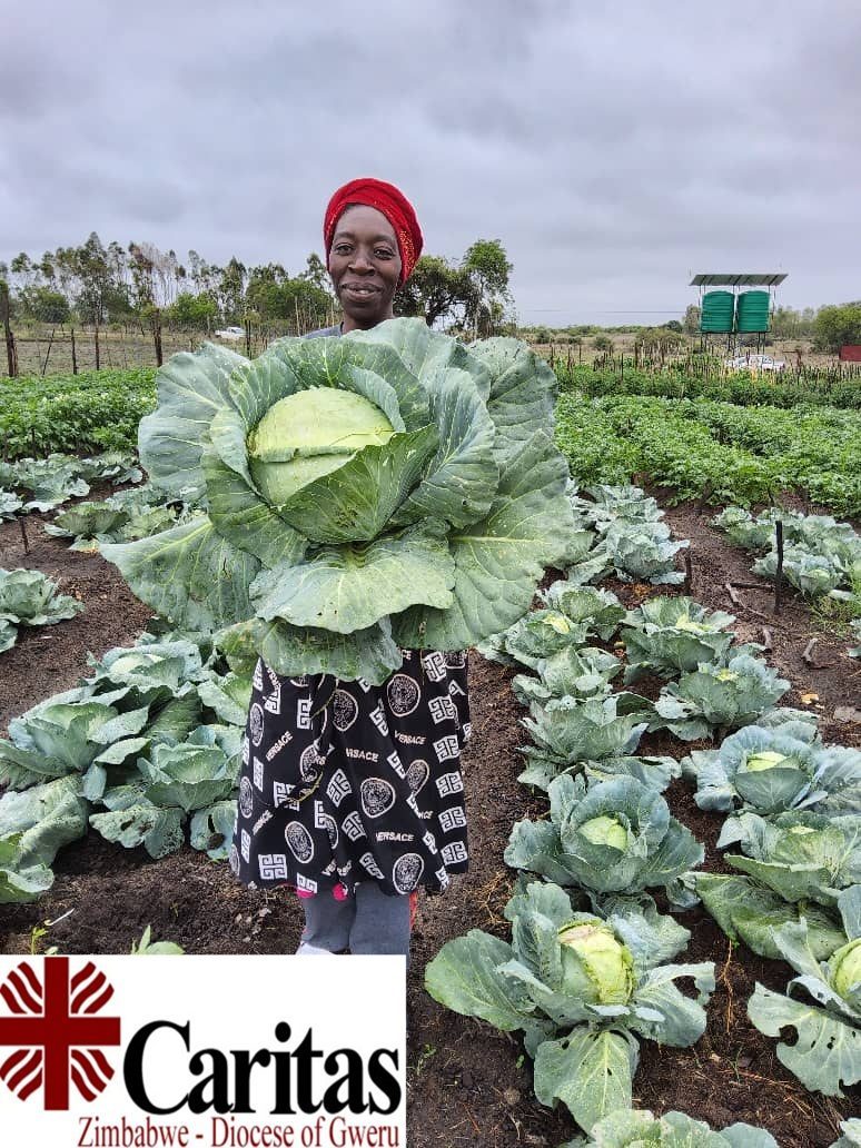 A cabbage grown in a community garden